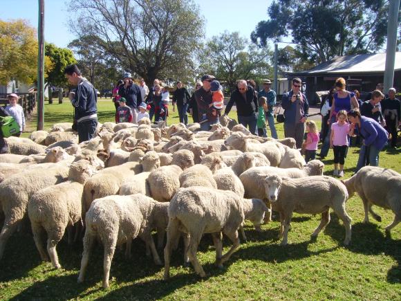 시드니/골드코스트7일