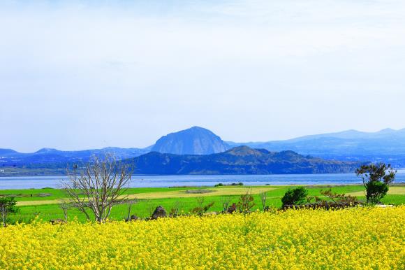 쎈딜 제주 땡처리항공권 - 인터파크