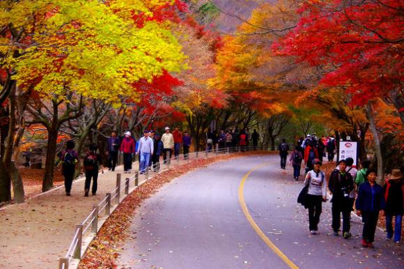 버스 내장산국립공원 내장사 단풍 셔틀버스 여행 (당일) : 인터파크투어 내륙테마 버스 내장산국립공원 내장사 단풍 셔틀버스 여행 (당일) : 인터파크투어 내륙테마